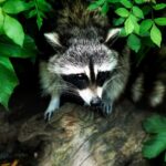 Diebstahlversuch bei Waschbär