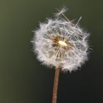 Friedensabkommen Ruanda – Kongo